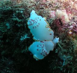 Glossodoris Sedna Nudibranch x 2

Sometimes called the ... by Kevin Colter 